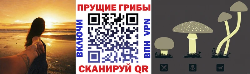 Купить где  Вилючинск  Псилоцибиновые грибы ЛСД 